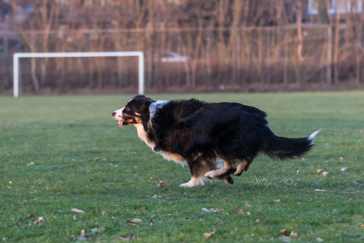 Bild 19 - Hundeshooting